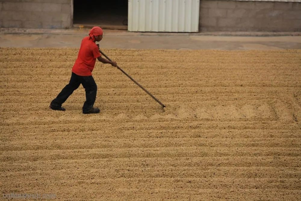 肯尼亚咖啡豆产区,世界四大产区顶级阿拉比卡咖啡豆