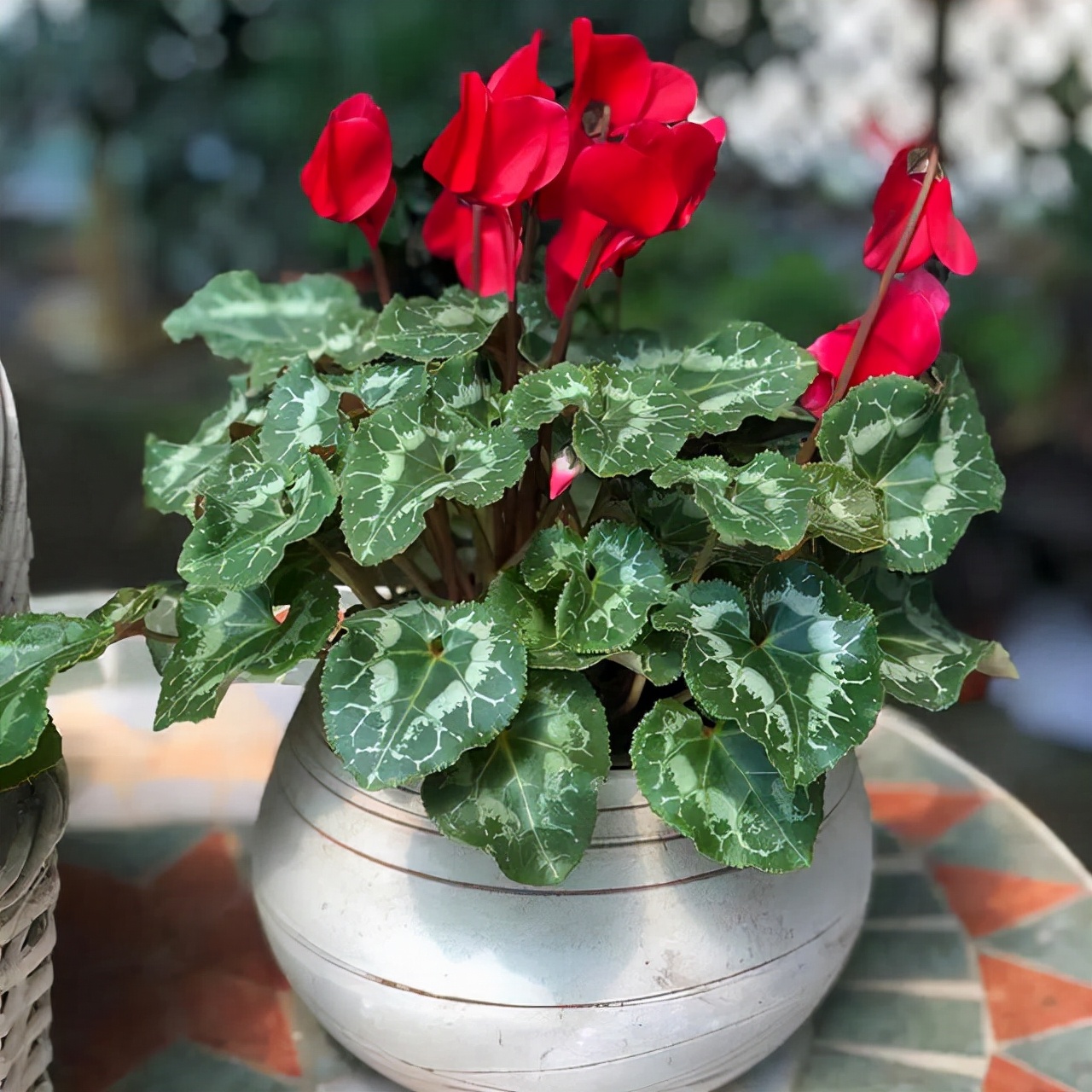 浇水过多死的植物,最容易浇死的6种花