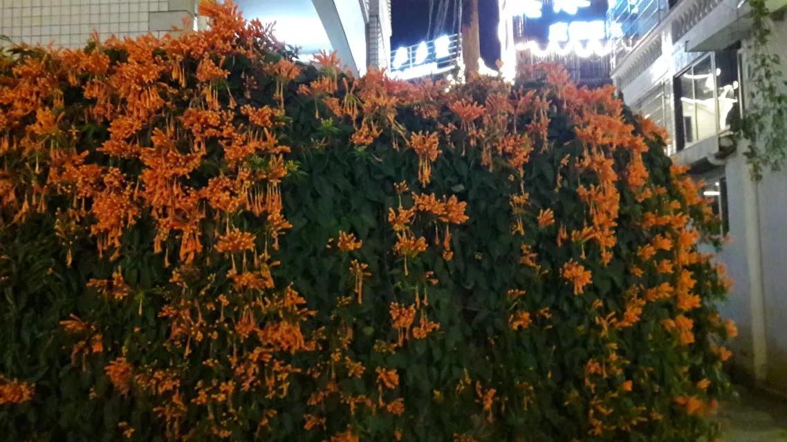 去厦门鼓浪屿游记攻略,鼓浪屿初二游记作文