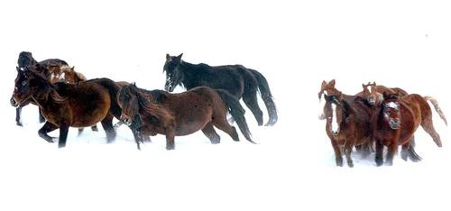 汉武帝平定氐羌,汉武帝赐名蓬莱