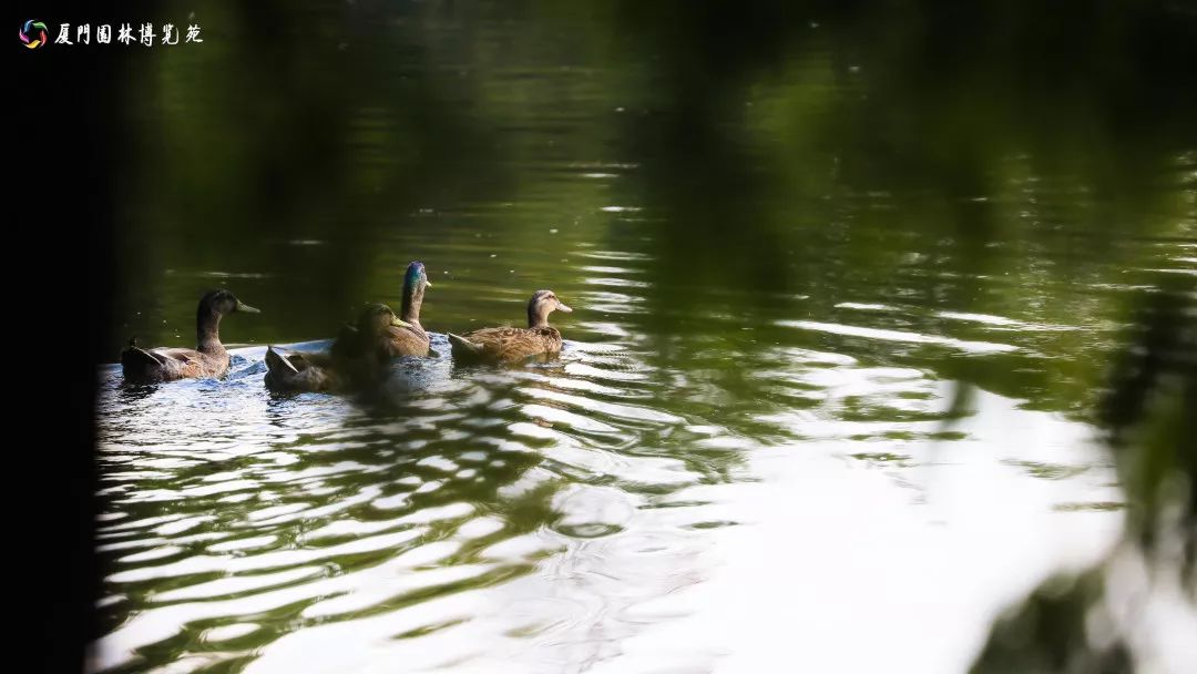 速来!园博苑有让*欲人**罢不能的季相变化之美,还有众多萌物陪伴你~