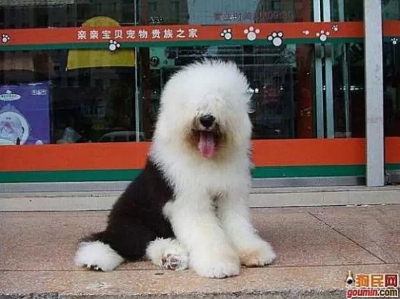 鐙楃嫍澶у叏鍙埍,鍙埍鐨勫皬鐙楃嫍閫佺粰鐖辩嫍浜哄＋