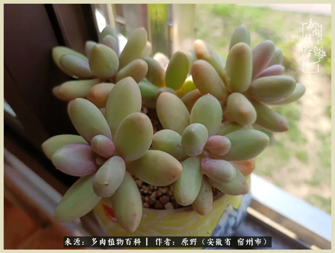 梅雨袭,酷暑至,多肉进入历劫季