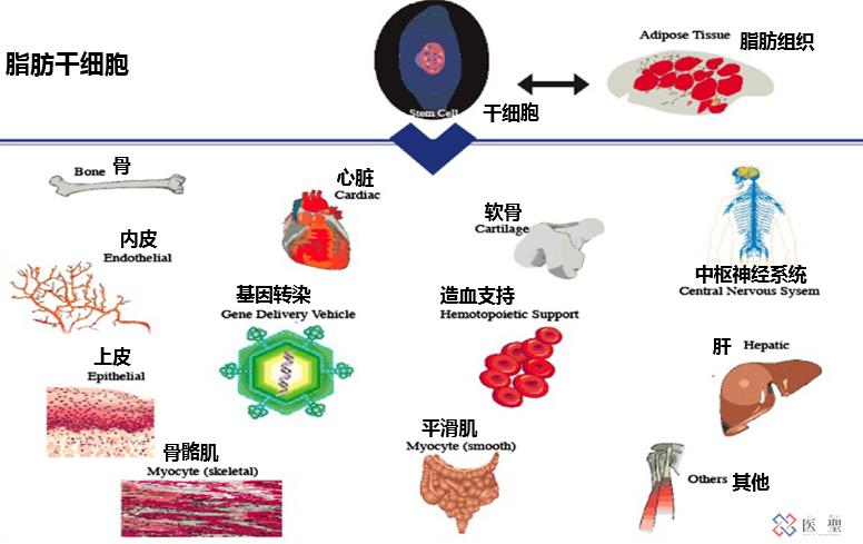干细胞回输能治疗股骨头坏死吗,造血干细胞治疗股骨头坏死