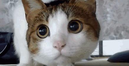 央视直播间猫叫背后原因,央视养猫辟谣