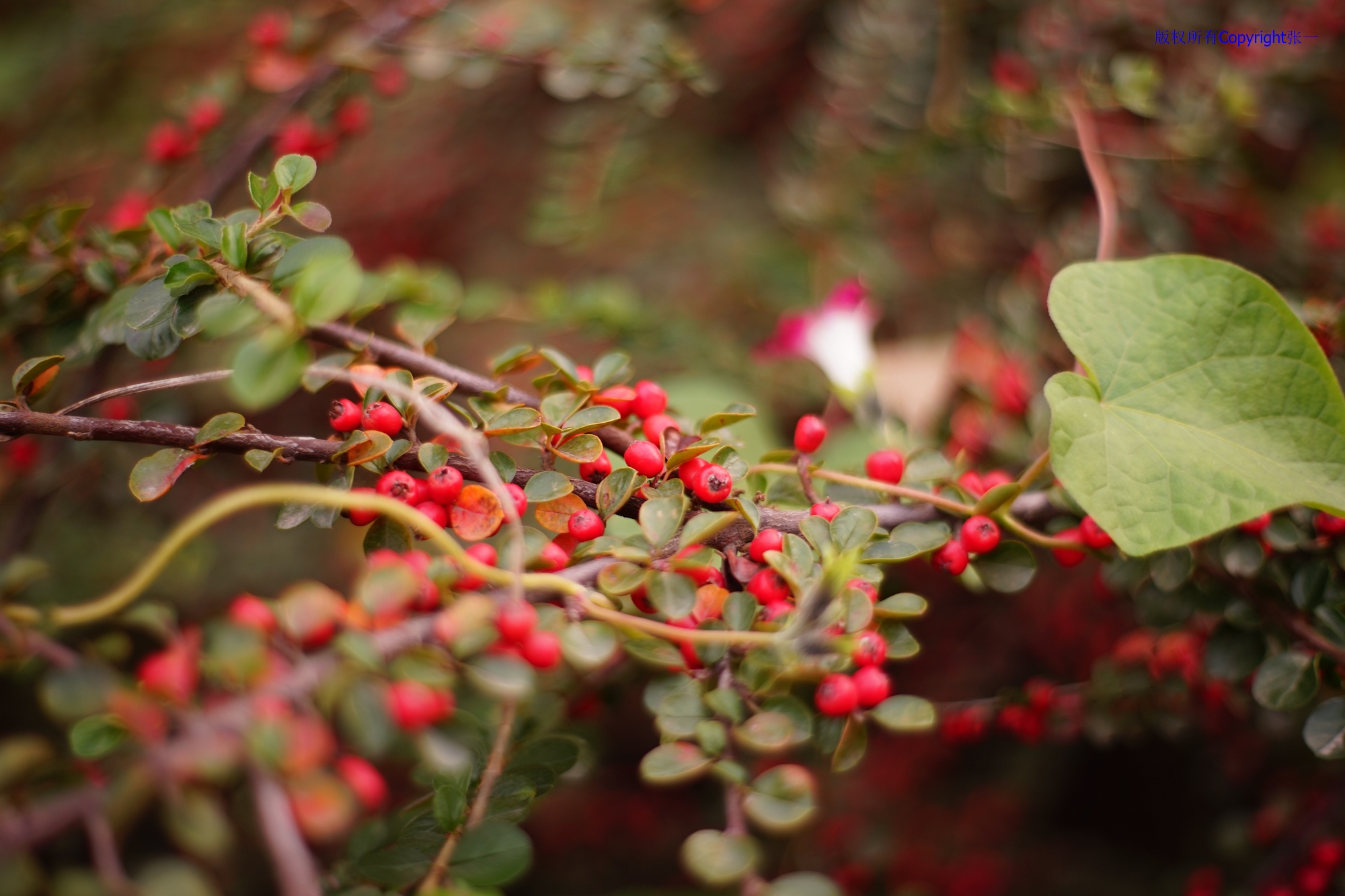 凤凰dc818相机现在能用吗,凤凰dc828mw相机怎么样