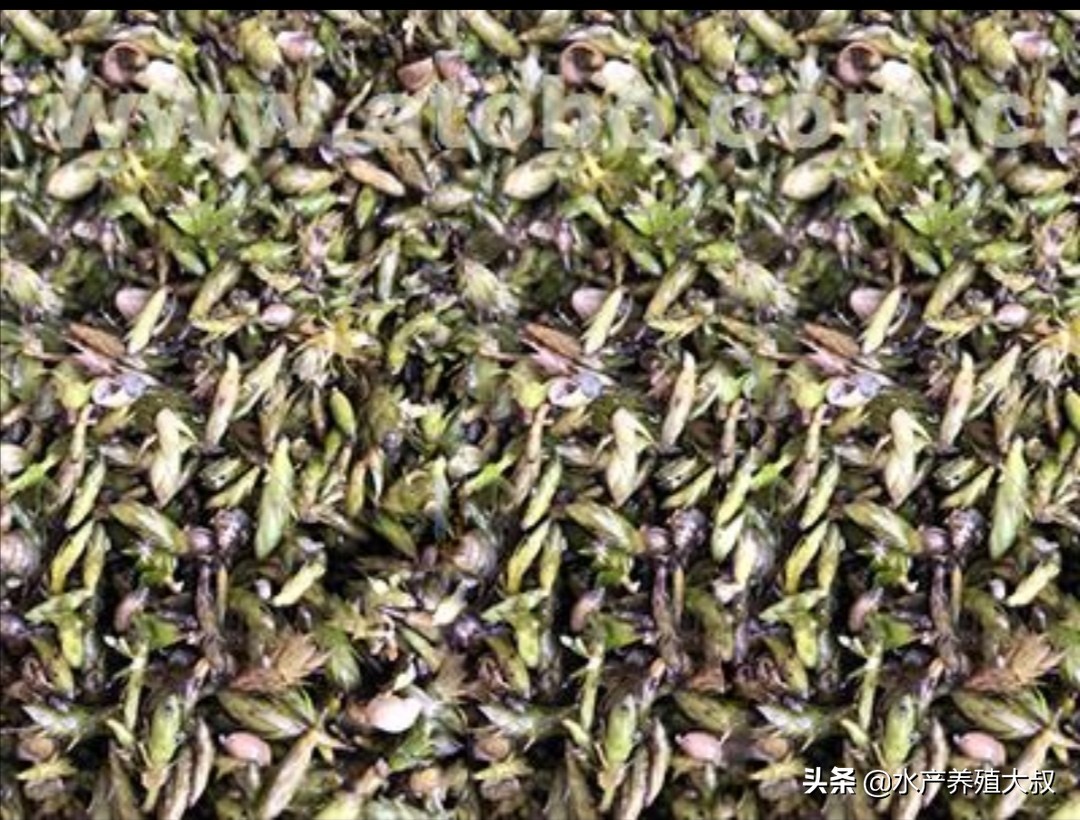 轮叶黑藻怎么消灭,轮叶黑藻杀虫方法