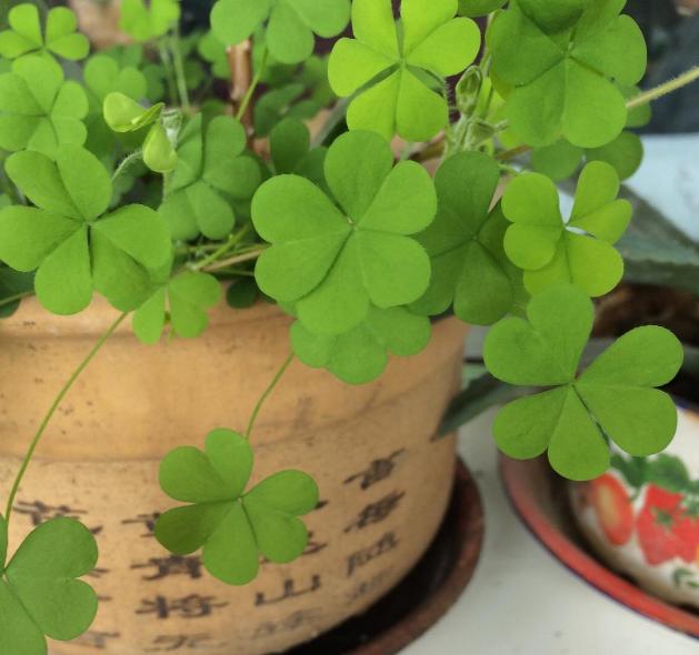 三叶草属于幸运草吗,三叶草是幸运的象征