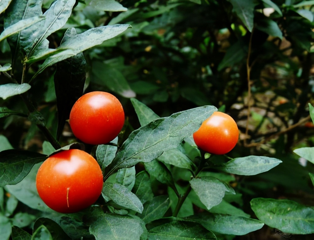 十种毒花不能养,十种大毒花家里经常养