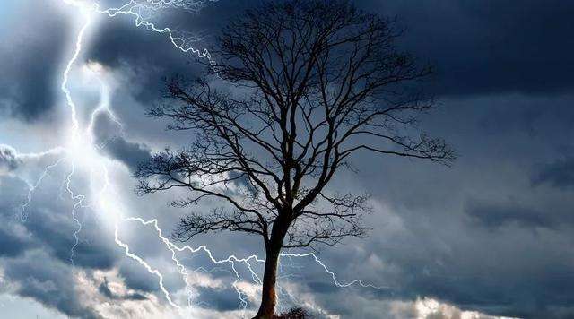 农村这种树比紫檀木还珍贵,农村这种树太值钱