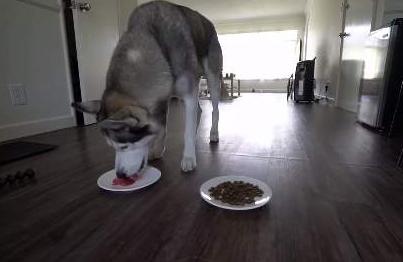 哈士奇一种养不养都会后悔的狗狗,养哈士奇可以像养土狗一样吗