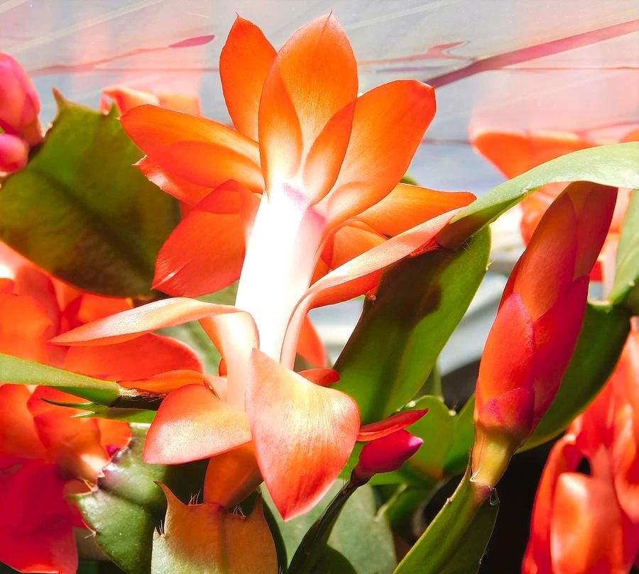 室内蟹爪兰如何养,室内养蟹爪兰的正确方法