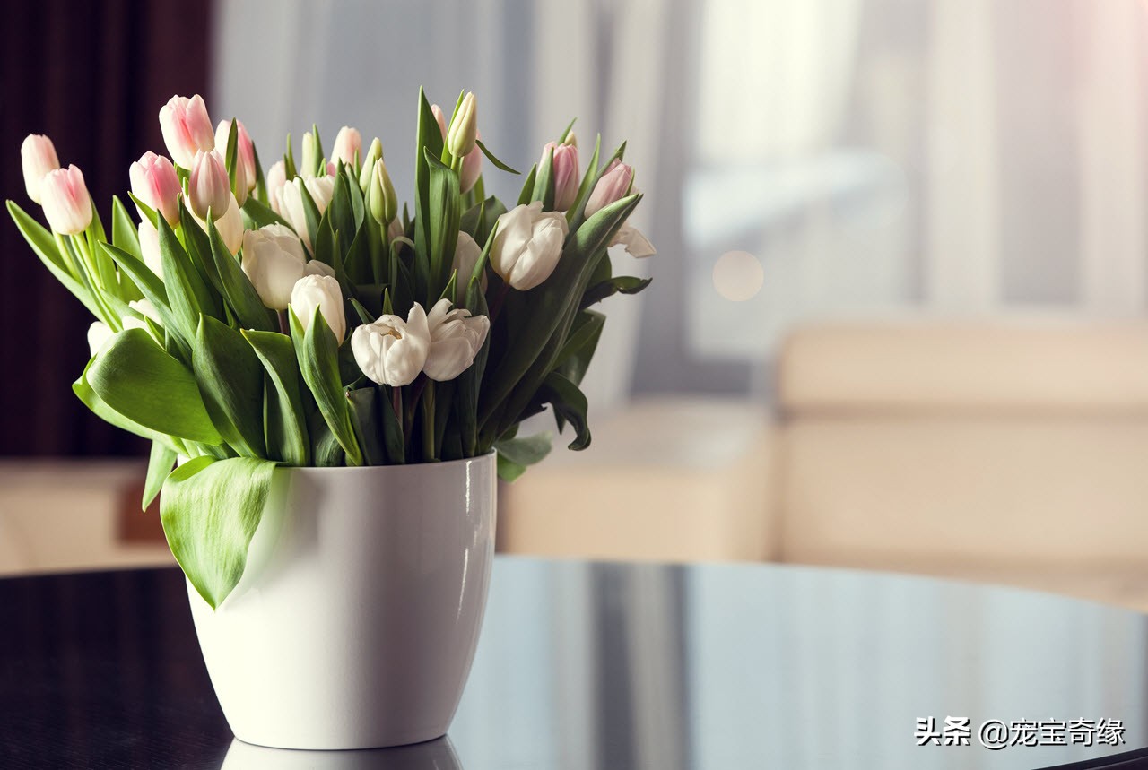 室内养的植物有毒品种大全,哪些室内植物对人体健康有影响