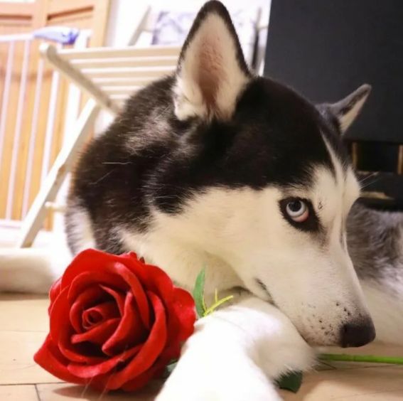 西伯利亚雪橇犬哈士奇和老虎,西伯利亚雪橇犬长毛哈士奇双血统