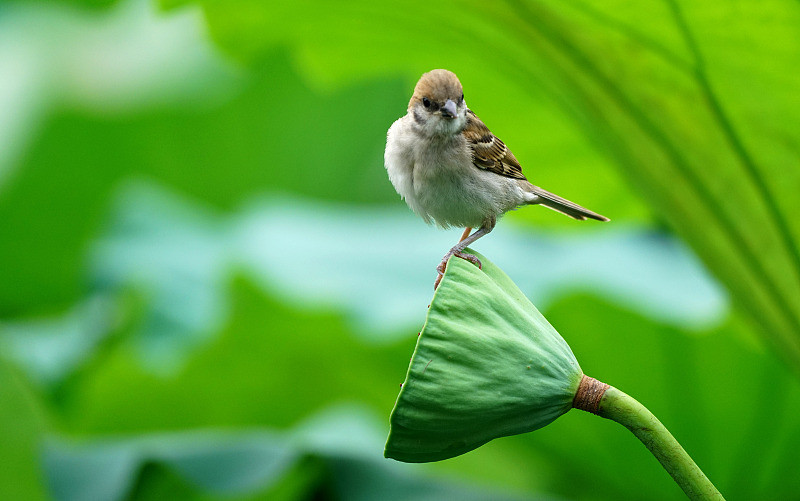 小麻雀脾气大,小麻雀脾气