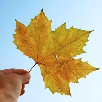 导致脱发的罪魁祸首你都了解,引起脱发的十大原因