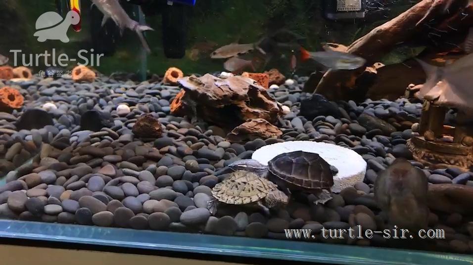 大龟缸养龟怎么保持水质清澈,裸缸养龟怎样才能让龟缸水质干净