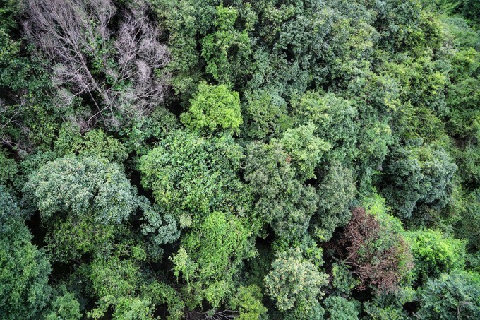 梅州采茶,梅州采茶体验