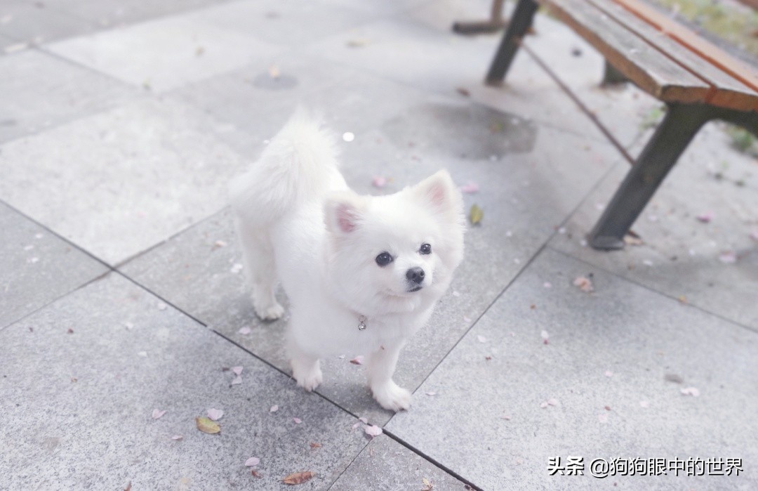 流浪狗治愈抑郁症,没想到自己竟然得了重度抑郁症