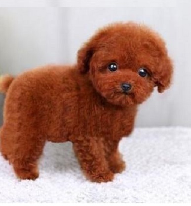 在网上买泰迪注意事项,购买泰迪幼崽