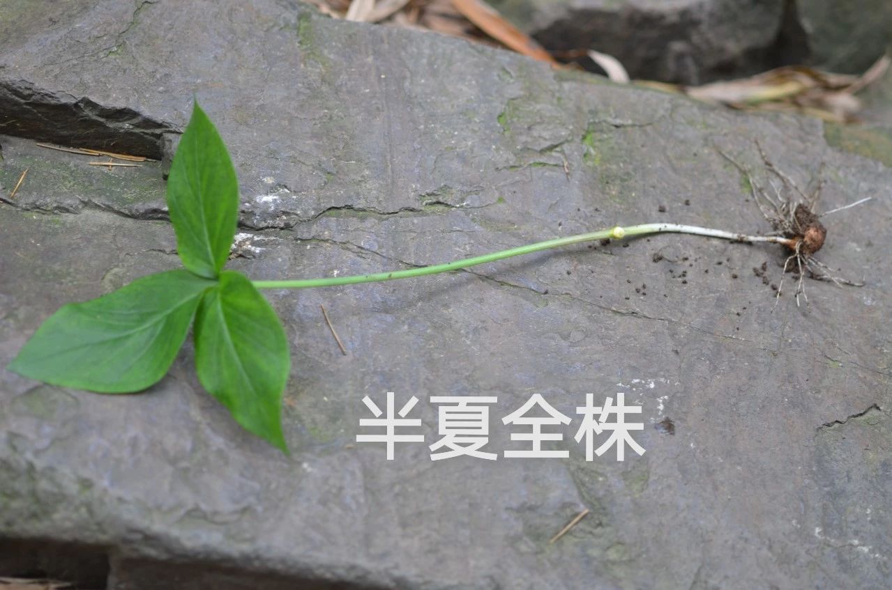 半夏有毒生姜可解,半夏有毒对身体有什么危害