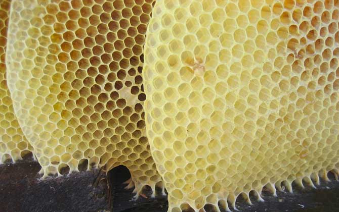 蜜蜂病虫害的防治大全,蜜蜂怎么预防蜘蛛病害发生