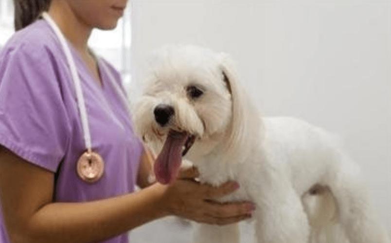 狗狗60天小便有血,狗狗尿尿没有血但是会流血