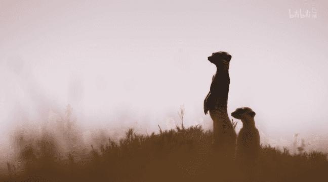 bbc纪录片最值得看的,bbc神级纪录片豆瓣评分超9