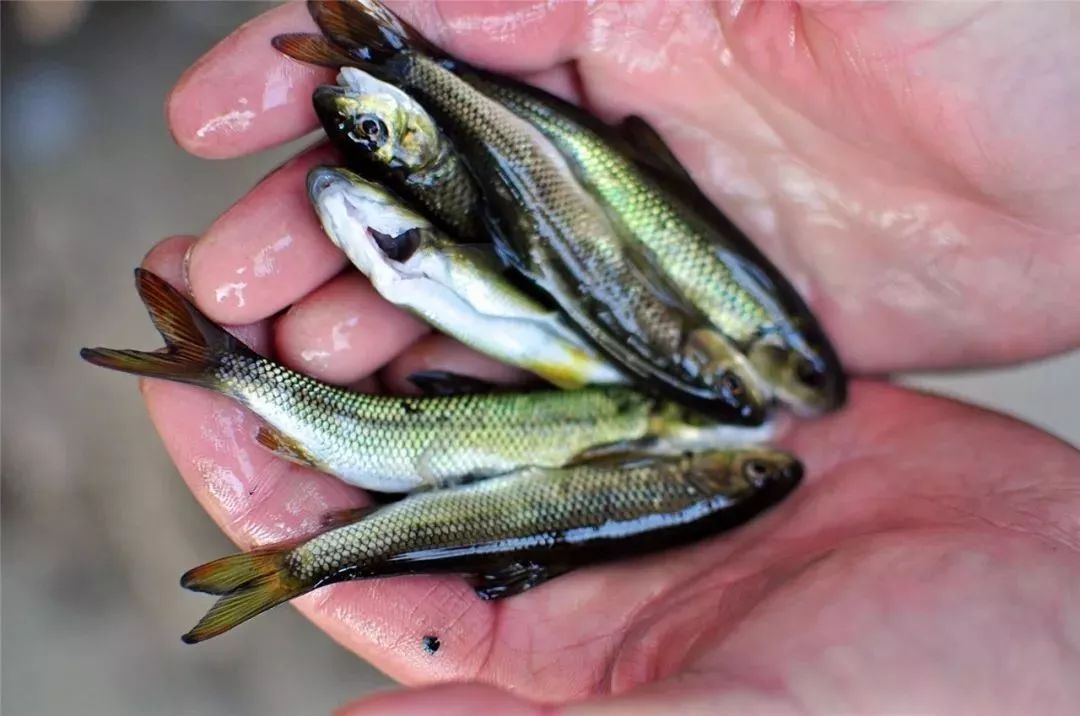 世界十大凶猛淡水鱼类,顶级淡水鱼类