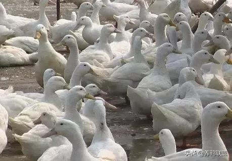 肉鸭养殖行情,肉鸭养殖前景及市场行情