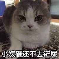 猫咪调理肠胃益生菌推荐,猫咪吃益生菌后反而呕吐