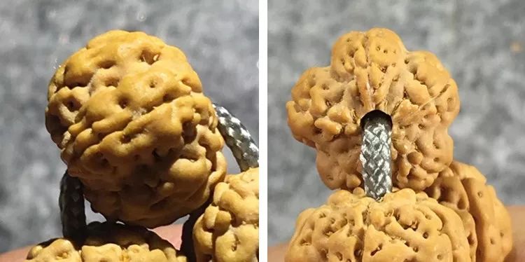 小金刚菩提子各种纹路图片,小金刚菩提的纹路有哪些