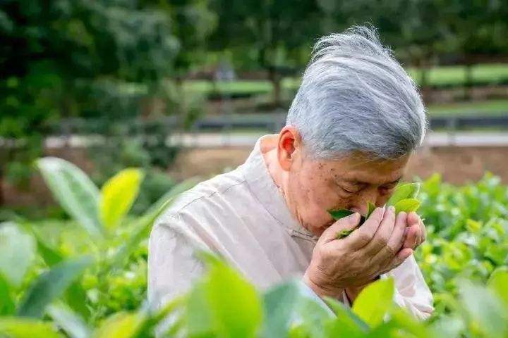 一座书写了半壁茶叶史的江山