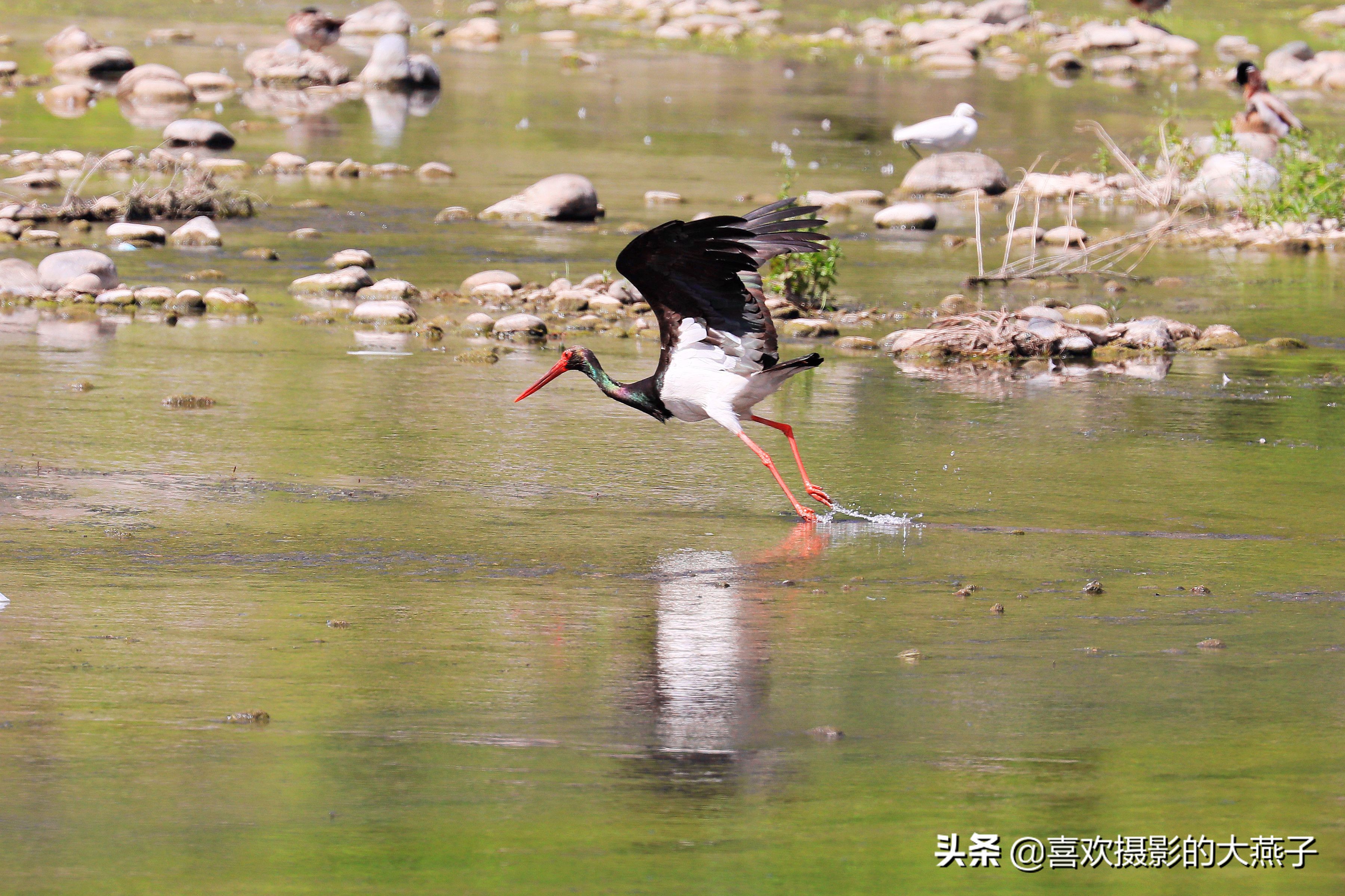 慕名前往十渡黑鹳之乡小有收获