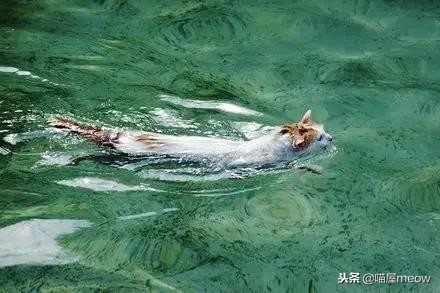 猫喜欢被挠脸是什么意思,猫喜欢被挠下巴闭着眼睛