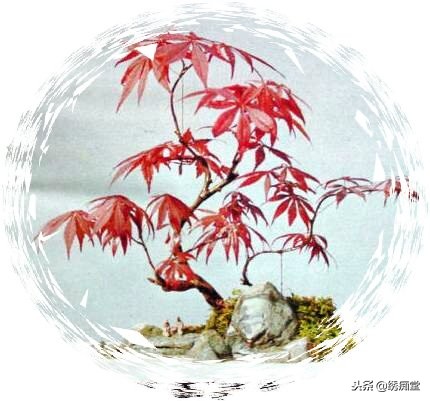 丛林式盆景欣赏,盆景欣赏及制作