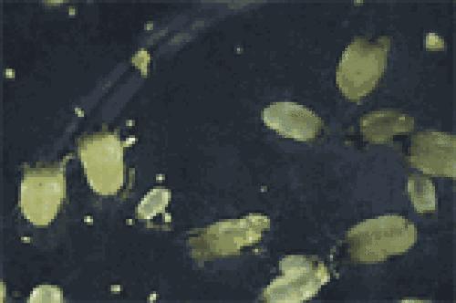 鱼苗白尾什么原因,鱼苗白嘴病的治疗