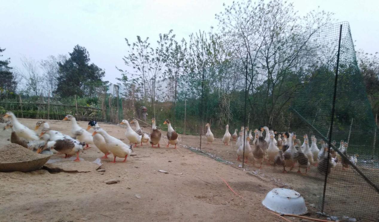 致富的金钥匙,特色农业是打开致富门的金钥匙