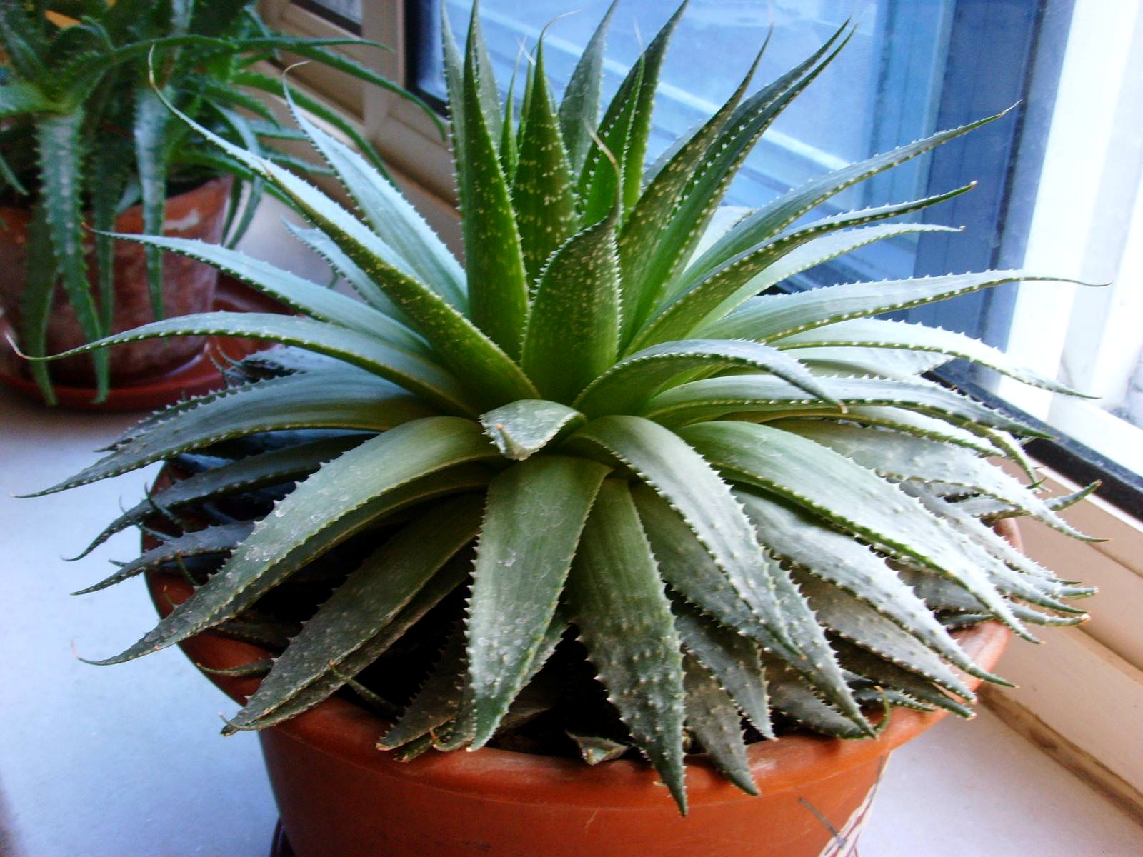 养芦荟还用追肥吗,芦荟怎样养殖才能爆盆