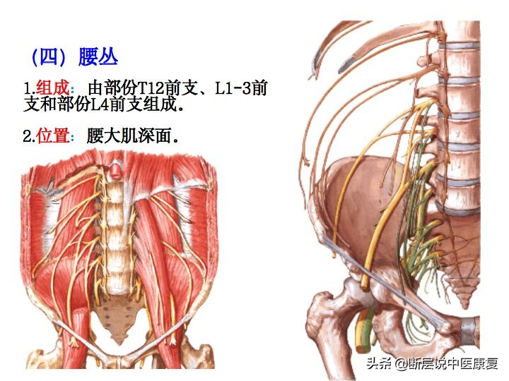 中枢神经系统断层解剖讲解,中枢神经3d解剖动画