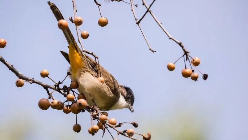 转载「道左的棠梨树」（作者：李爱霞）