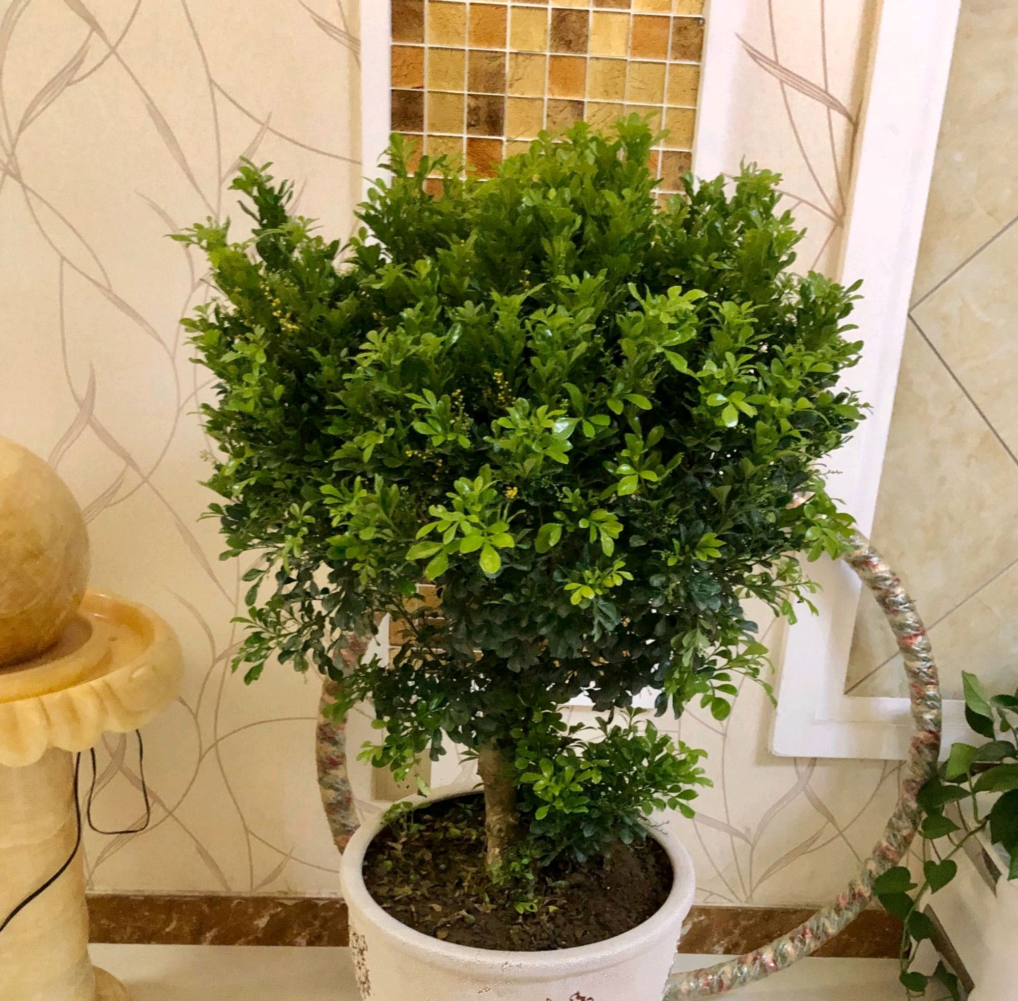 买米兰花栽上了怎么掉叶子,米兰换盆后叶子一碰就掉怎么回事