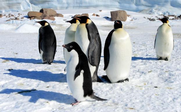 上柴9dk290发动机,上柴9dk发动机用在什么工程机械上