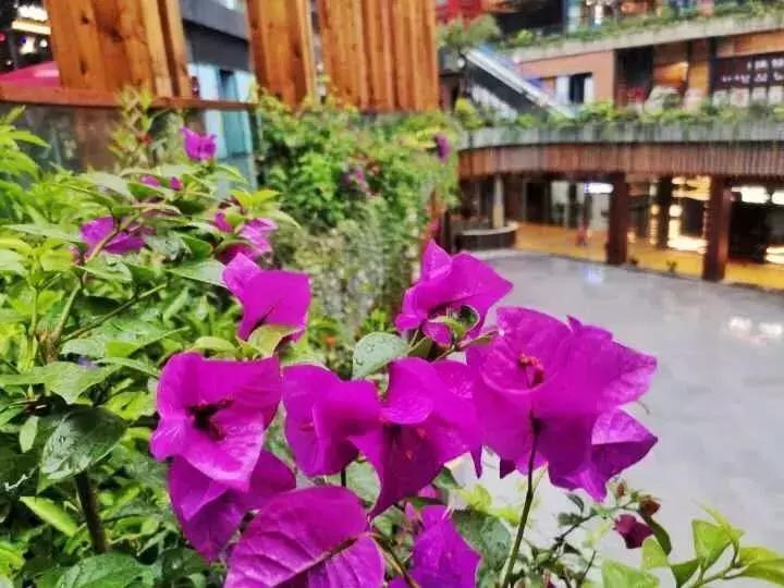 郫都犀浦太古里图片,犀浦太古里最新视频