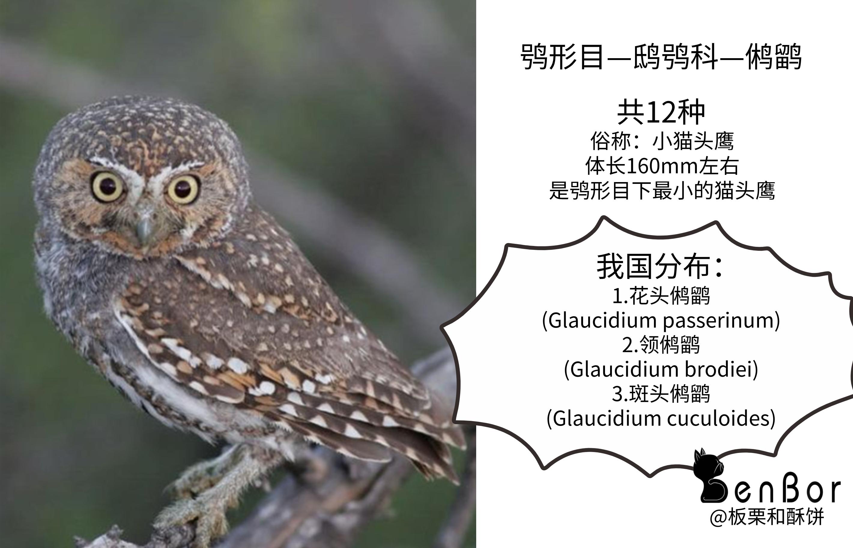 猫头鹰｜散发神秘与诡异，伟大的猎手，结果因为太萌了成了宠物