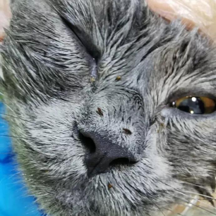 狗子偷偷亲我的第N次,难道不是真爱吗?