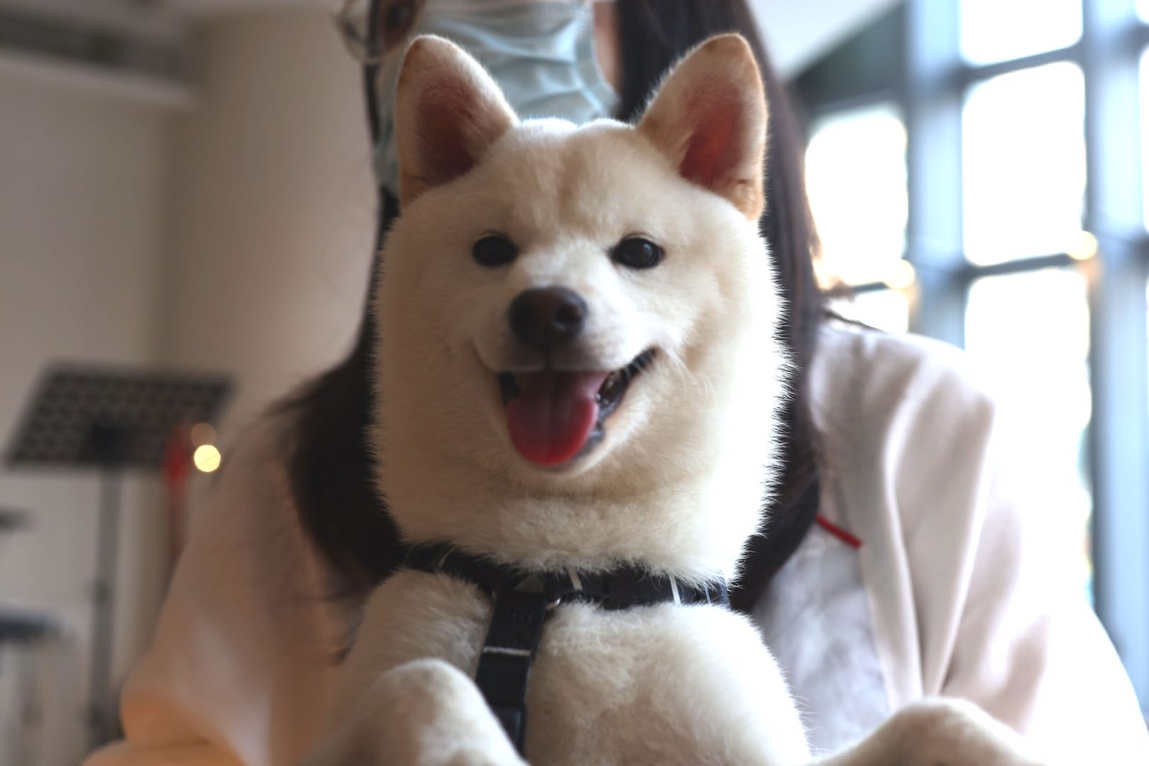 柴犬和正常颜色的柴犬哪个好,黑色柴犬和黄色柴犬哪种正宗