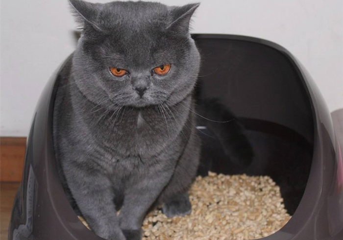 猫咪乱拉乱尿是不是猫砂盆没清理,猫咪乱拉乱尿能打吗