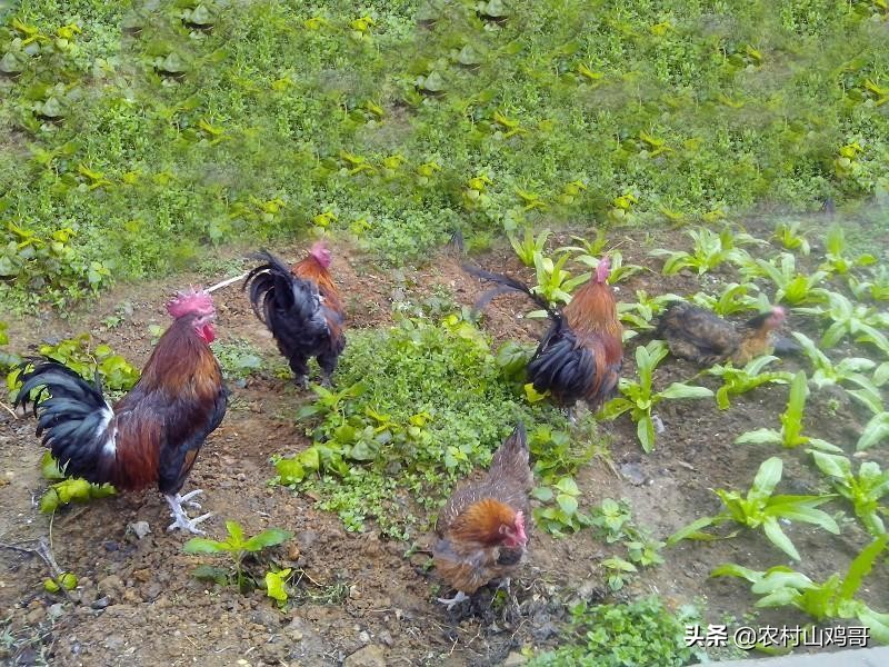 在农村,农民一只土鸡要卖150元,为何农民却不多养,到底啥原因