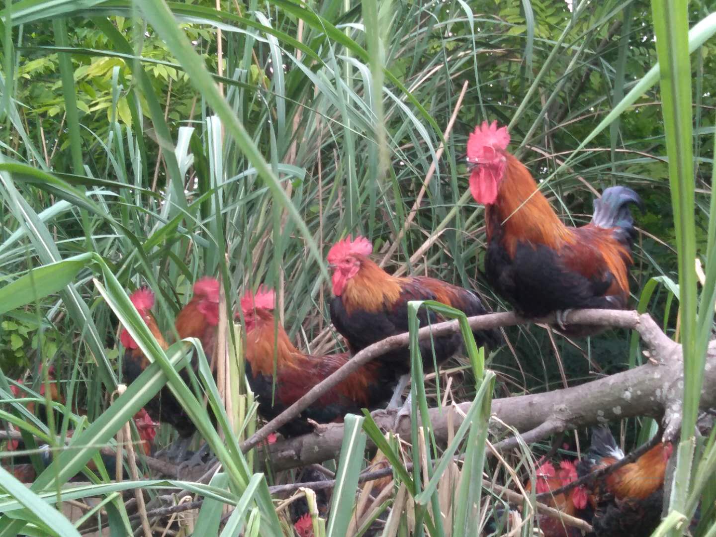 土鸡的销路怎么找,土鸡养殖如何挣钱